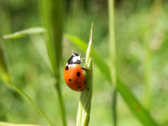Großansicht: Große Darstellung des Bildes